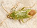 Orthotylus caprai